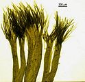 Cutleria multifida3